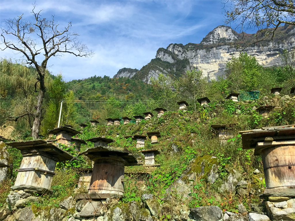 雪宝山十宝之巴山药库(图1)