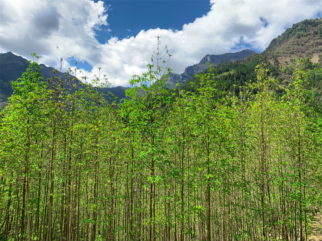 雪宝山十宝之巴山药库(图4)