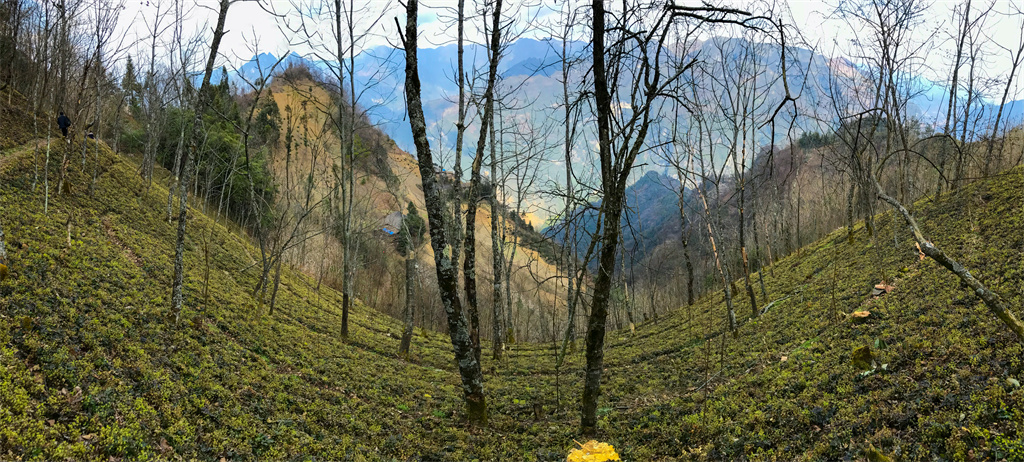 雪宝山十宝之巴山药库(图3)