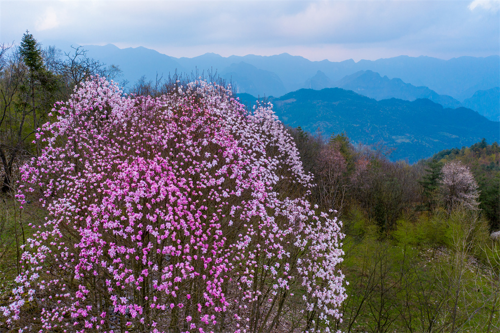 雪宝山十宝之巴山药库(图5)