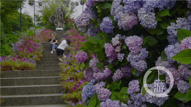 开州打响“双晒”第一枪 区长蒋牧宸在汉丰湖上当导游(图4) 开州打响“双晒”第一枪 区长蒋牧宸在汉丰湖上当导游(图4)